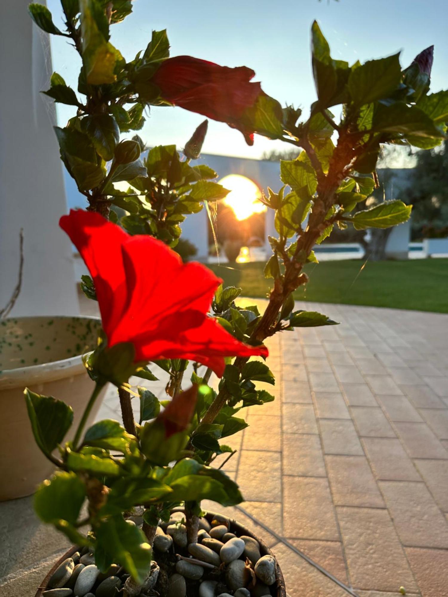 L'Ulivo Bed And Breakfast Savelletri Kültér fotó